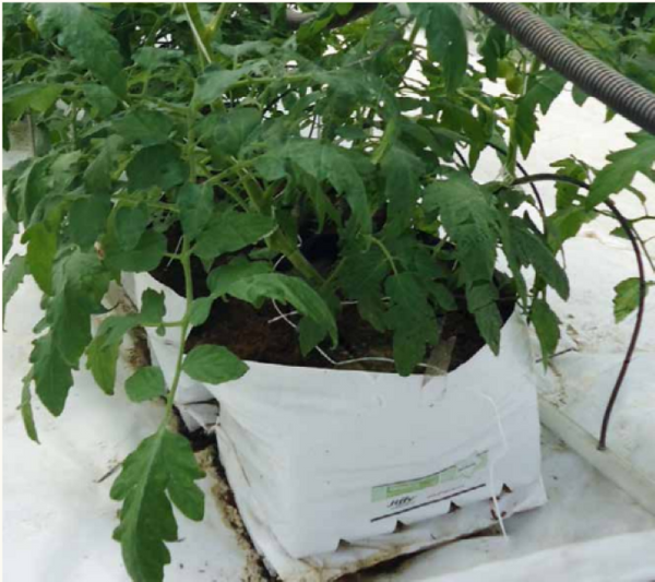 Jiffy Grow Bags