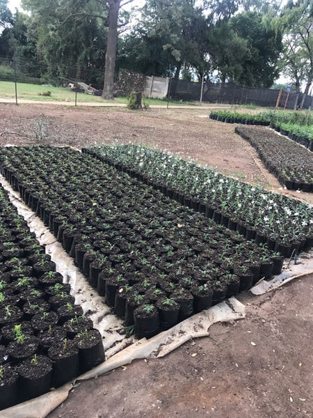 Virgin Planter Bag 8LB Short  (1000)