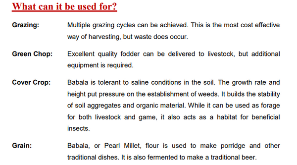 Babala Seeds/ Pearl Millet 25kg