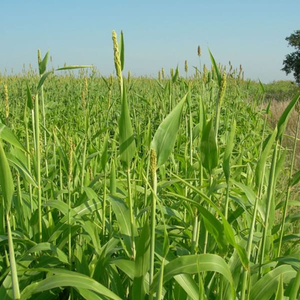 Babala Seeds/ Pearl Millet 25kg