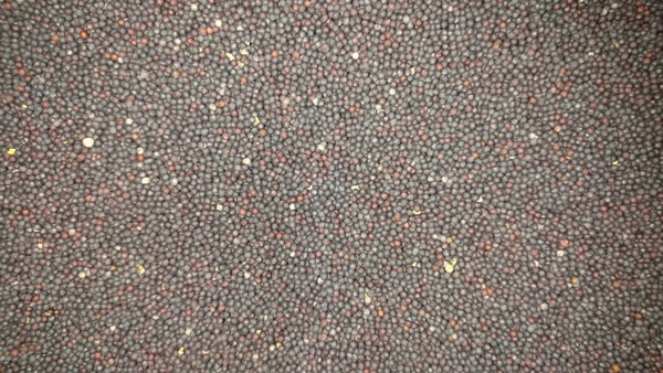 Black Rapeseed 25kg