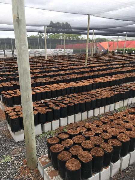 Virgin Planter Bags Letaba 800 Long (500)