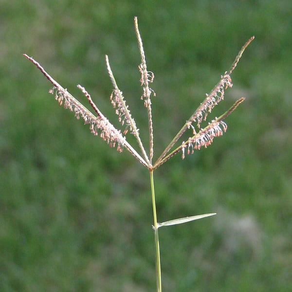 Bermuda Grass /Couch Grass - Cynodon Dactylon (Prices From)