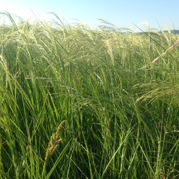 Oulandsgras/Lovegrass - Eragrostis curvula (Ermelo) - Coated 25kg
