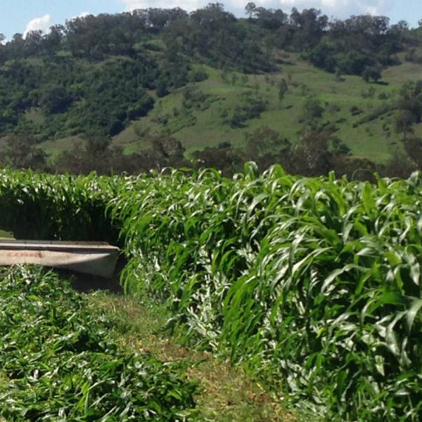 Sweet Betty Forage Sorghum 25kg