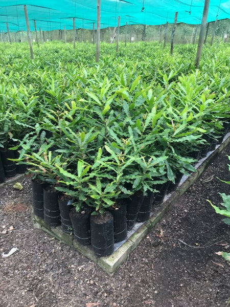 Virgin Planter Bags (Letaba)  (1000)