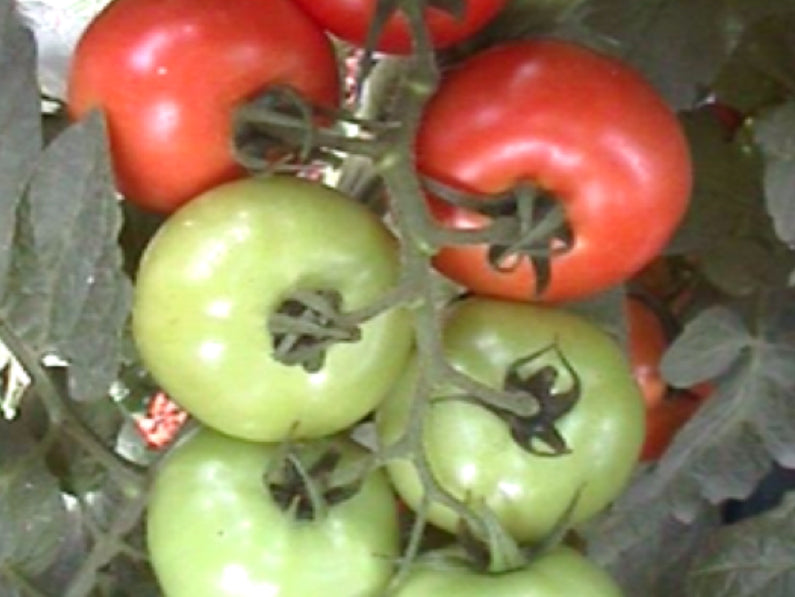 MFH9343 Indeterminate - Salad Tomato Seeds (Prices From) – For the