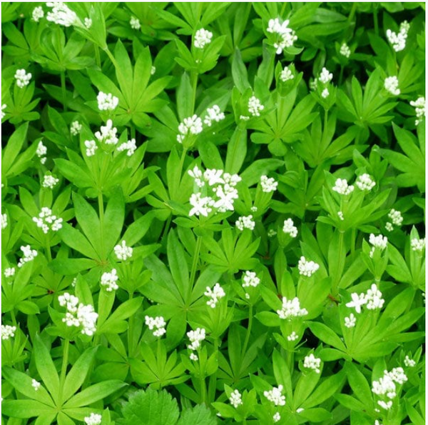 White Clover Seeds - 1kg