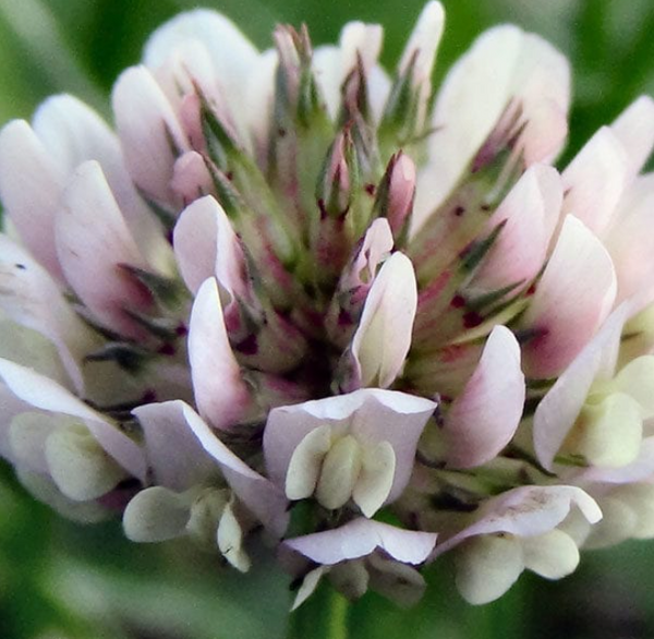White Clover Seeds - 1kg