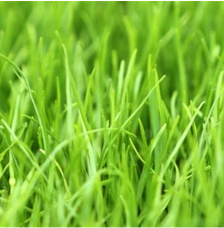 Rye Grass: Annual 25kg