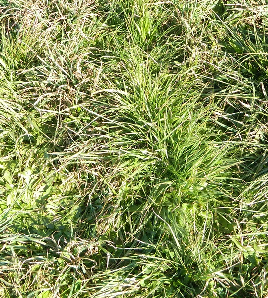Cocksfoot - Adremo 20kg