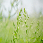 Tall Fescue Seeds (Langswenkgras) 20kg