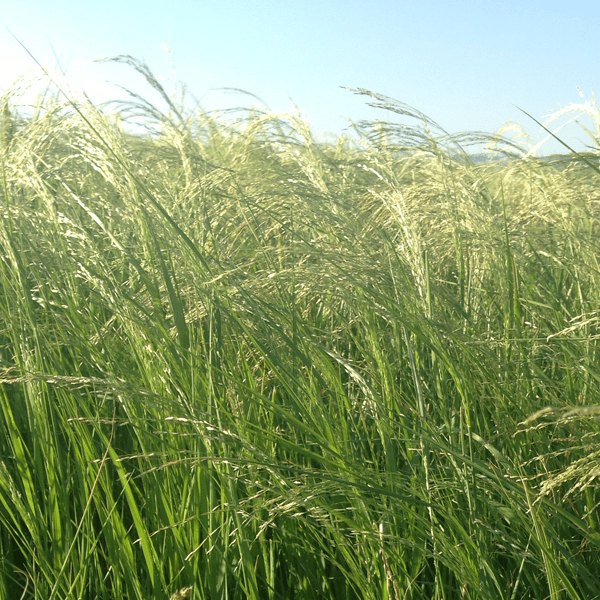Teffgrass  - SA Brown 25kg