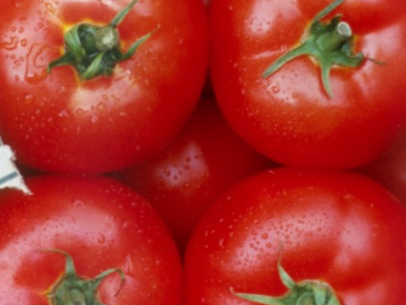 Zeal F1 Hybrid Semi - Determinate Salad Tomato Seeds (Prices From