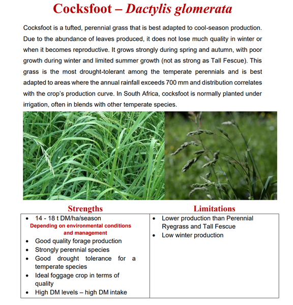 Cocksfoot - Adremo 20kg