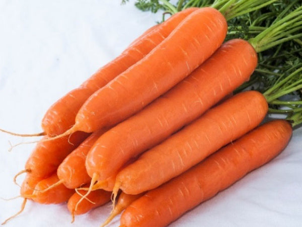 Javelin F1 Hybrid Carrot (Prices From)