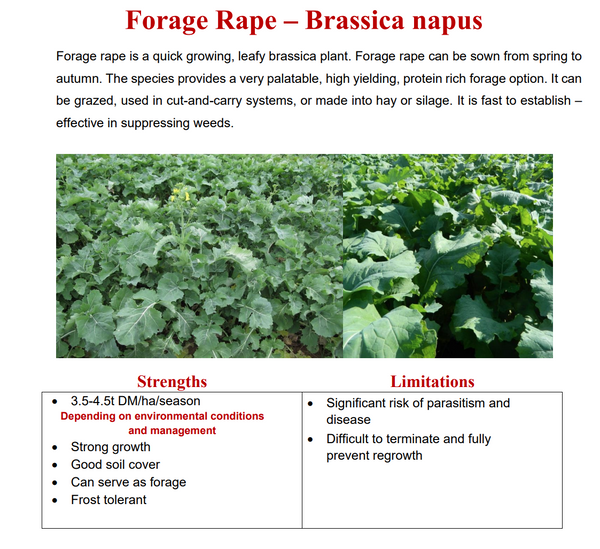 Black Rapeseed 25kg