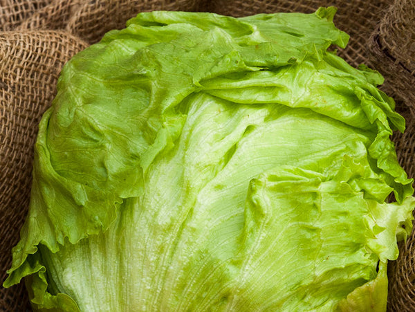 Supreme Plus Iceberg Lettuce Seeds (Prices From)