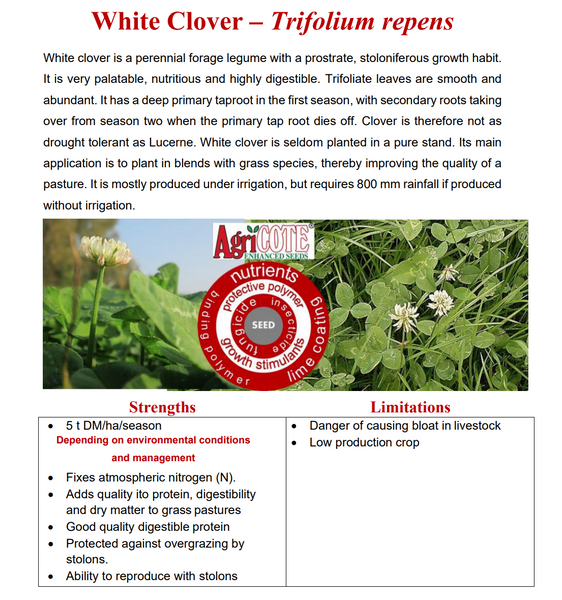 White Clover Seeds - 1kg