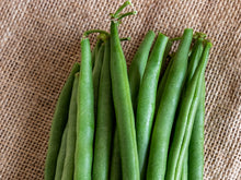 SVGG1312 Bush Bean Seeds (Prices From)