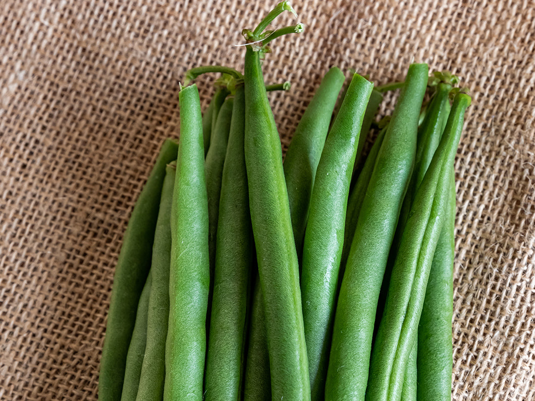 SVGG1312 Bush Bean Seeds (Prices From)