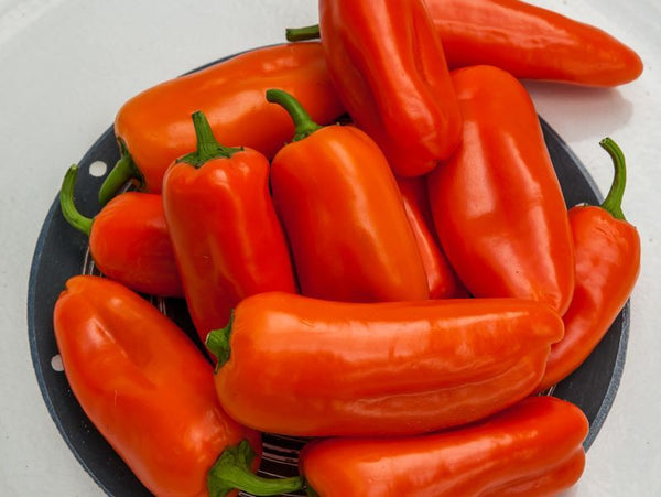 Crispy Oro Pepper Seeds