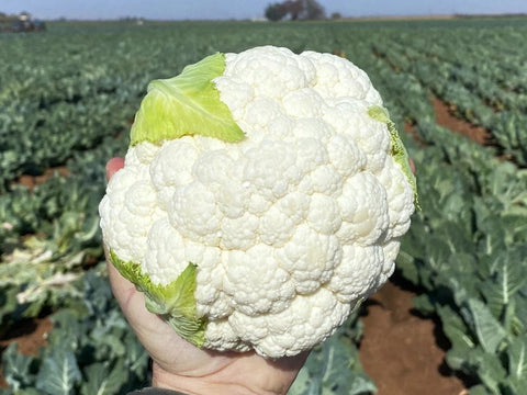 Nairobi* Cauliflower Seeds (Prices From)