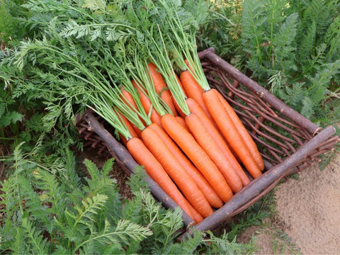Orange Diamond* Nantes Carrot Seeds (Prices From)