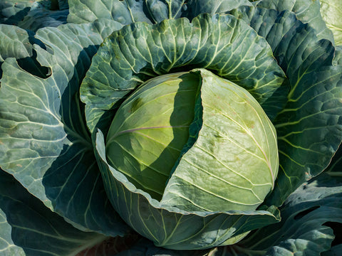 Powerslam F1 Hybrid Cabbage (Prices From)