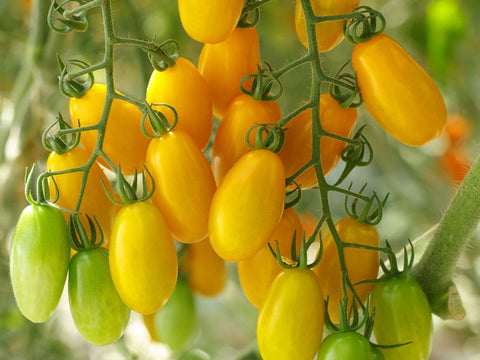 Luciestar Indeterminate Mini Plum Tomato Seeds (Prices From)