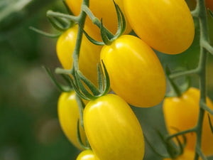 Lemonstar Indeterminate Mini Plum Tomato Seeds (Prices From)