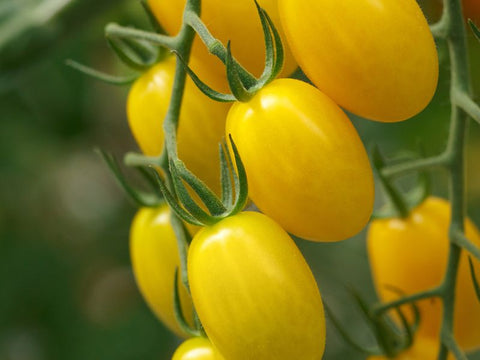 Lemonstar Indeterminate Mini Plum Tomato Seeds (Prices From)