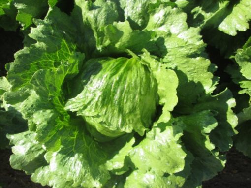 SV 7735 Iceberg Lettuce (Price From)