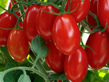 Tinker Indeterminate Speciality - Mini Plum Red Tomato Seeds