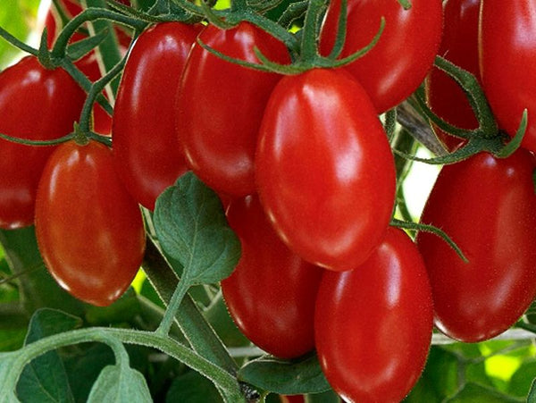 Tinker Indeterminate Speciality - Mini Plum Red Tomato Seeds