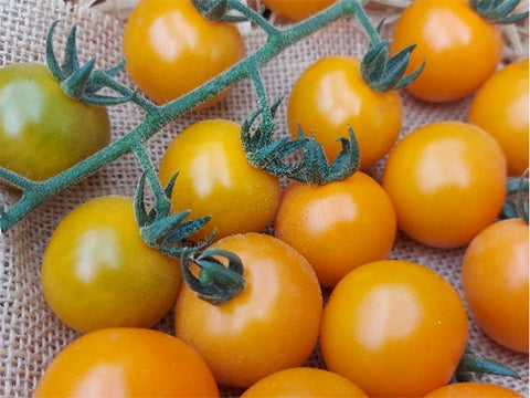 Royalstar* Indeterminate Cherry Tomato Seeds (Prices From)