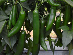 Pathfinder* Pepper Seeds