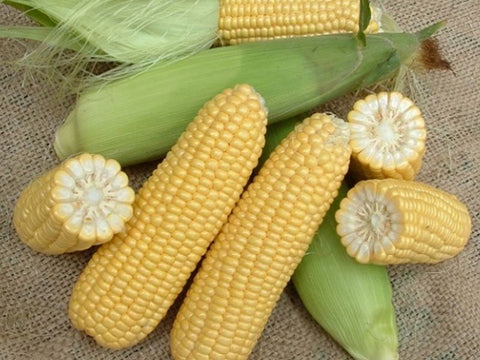Orla Sweet Corn Seeds (Prices From)