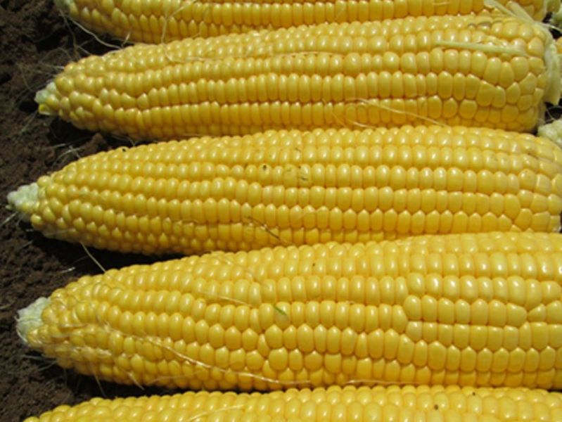 Nebula Sweet Corn Seeds (Prices From)