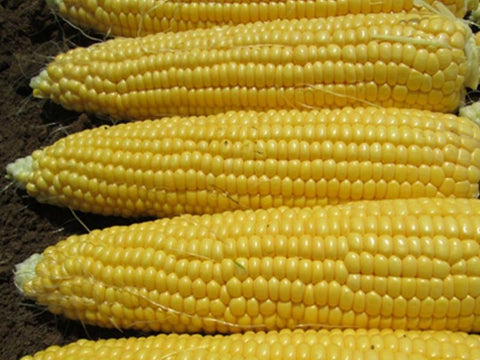 Nebula Sweet Corn Seeds (Prices From)