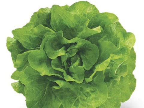 Larissa Green Butterhead Lettuce (Price From)