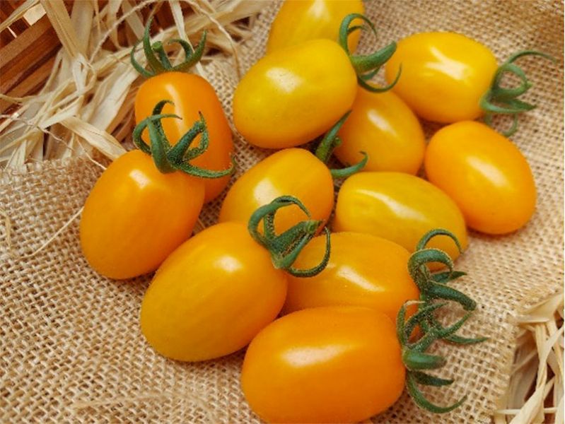 Kinkanstar* Indeterminate Mini Plum Tomato Seeds (Prices From)