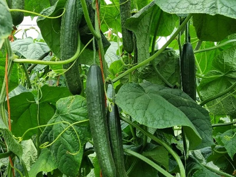 Invictus* Cucumber Seeds