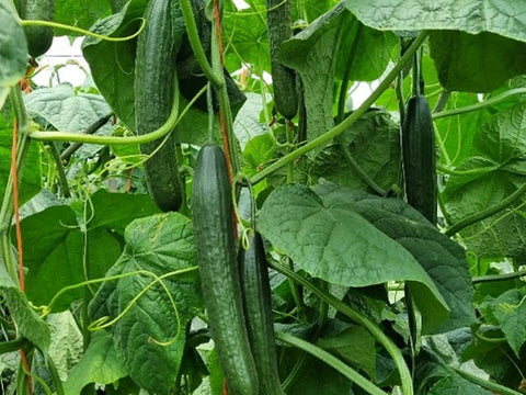 Invictus* Cucumber Seeds