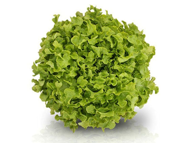 Angélica Green Oak Lettuce (Price From)