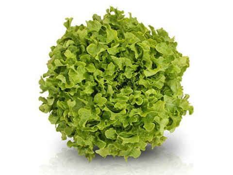 Angélica Green Oak Lettuce (Price From)