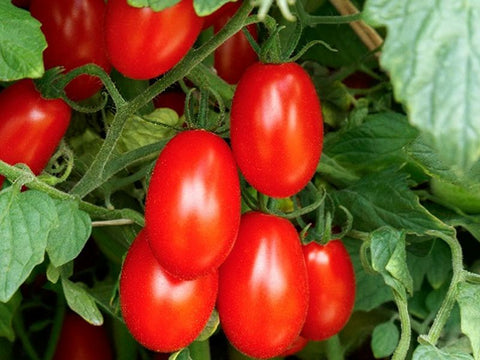 Amai Indeterminate Mini Plum Tomato Seeds