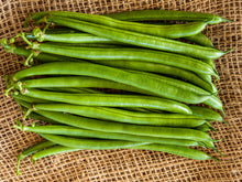 Salamanca Runner Beans (5000 seeds)