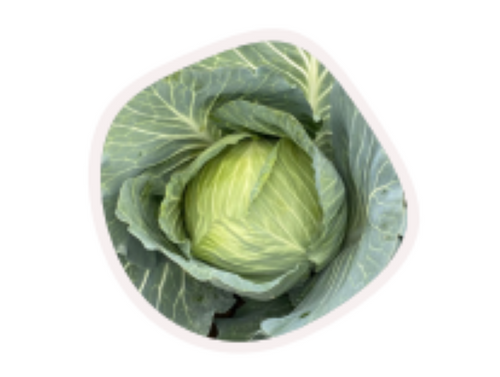 Accord F1 Hybrid Cabbage (Prices from)