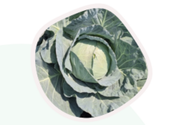 Conquistador II - Precision Cabbage Seeds (Prices From)